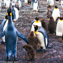 Falkand King Penguins