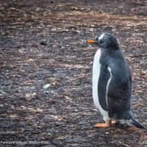 Gentoo Penguin 10