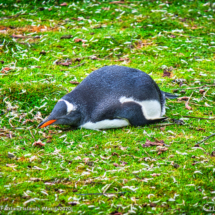 Gentoo Penguin 7