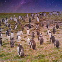 Gentoo Penguins 2