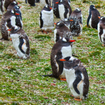 Gentoo Penguins 6