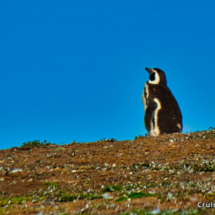 Magellenic Penguin Looking Skyward