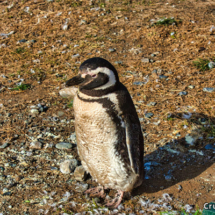 Magellenic Penguin Taking Sun