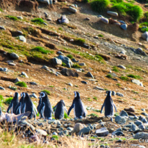 Magellenic Penguins Follow the Leader