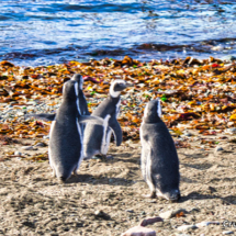 Magellenic Penguins Heading for Sea