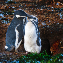Magellenic Penguins Kissing