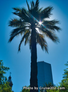 Palm Tree in Santiago, Chile (March 2020)